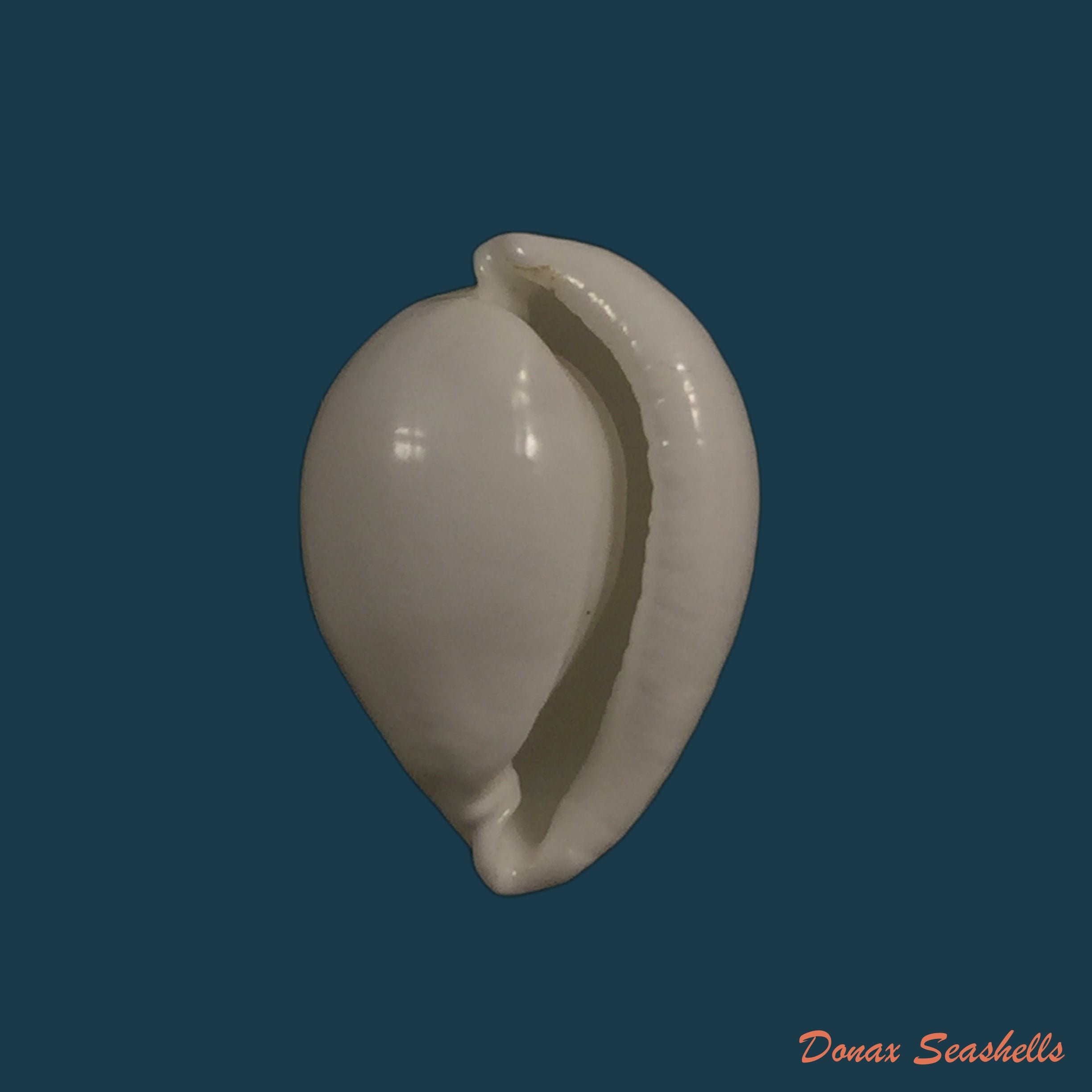 copia-de-pseudosimnia-sinensis-sowerby-1875