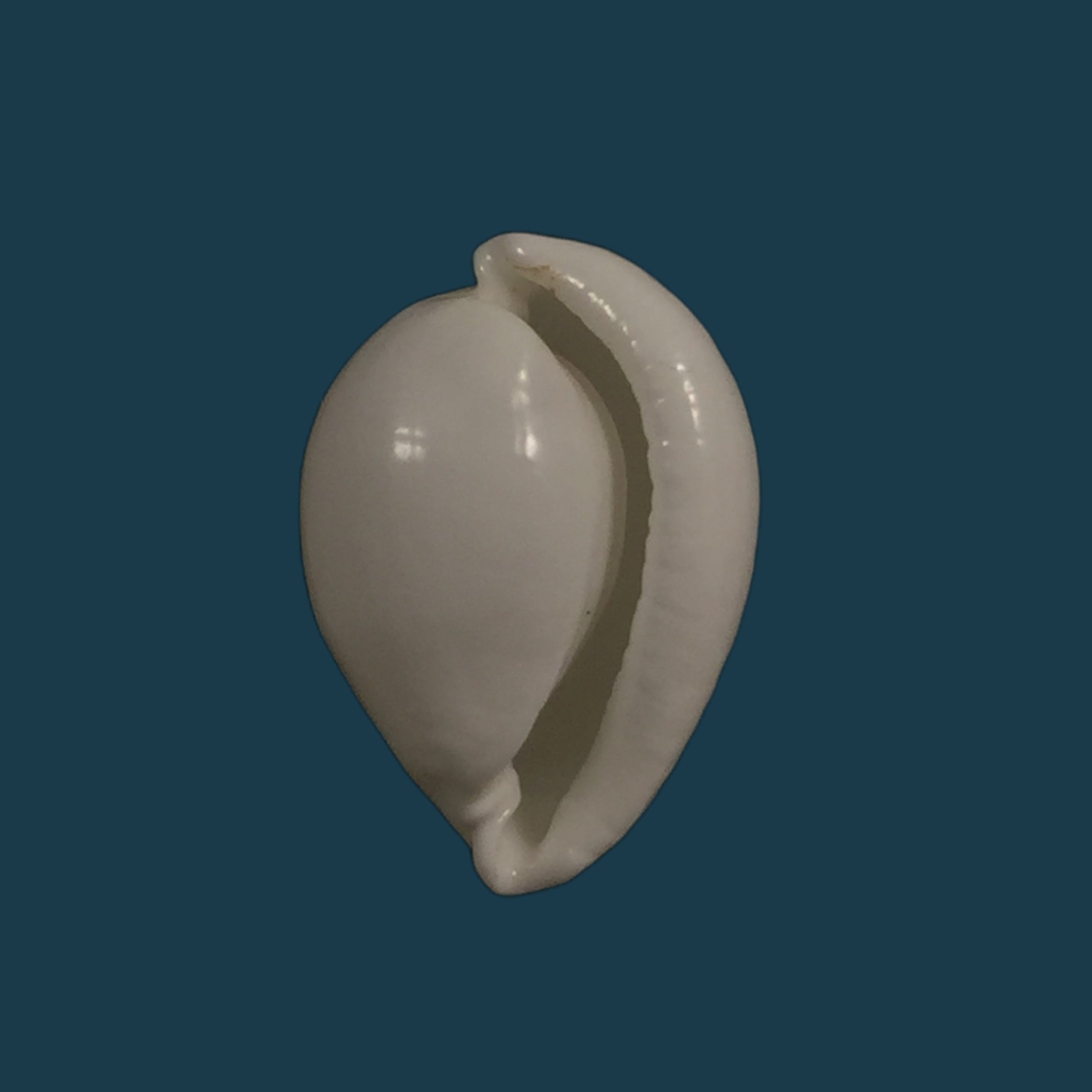 中华蝽（GB Sowerby III, 1874）- 18,7毫米