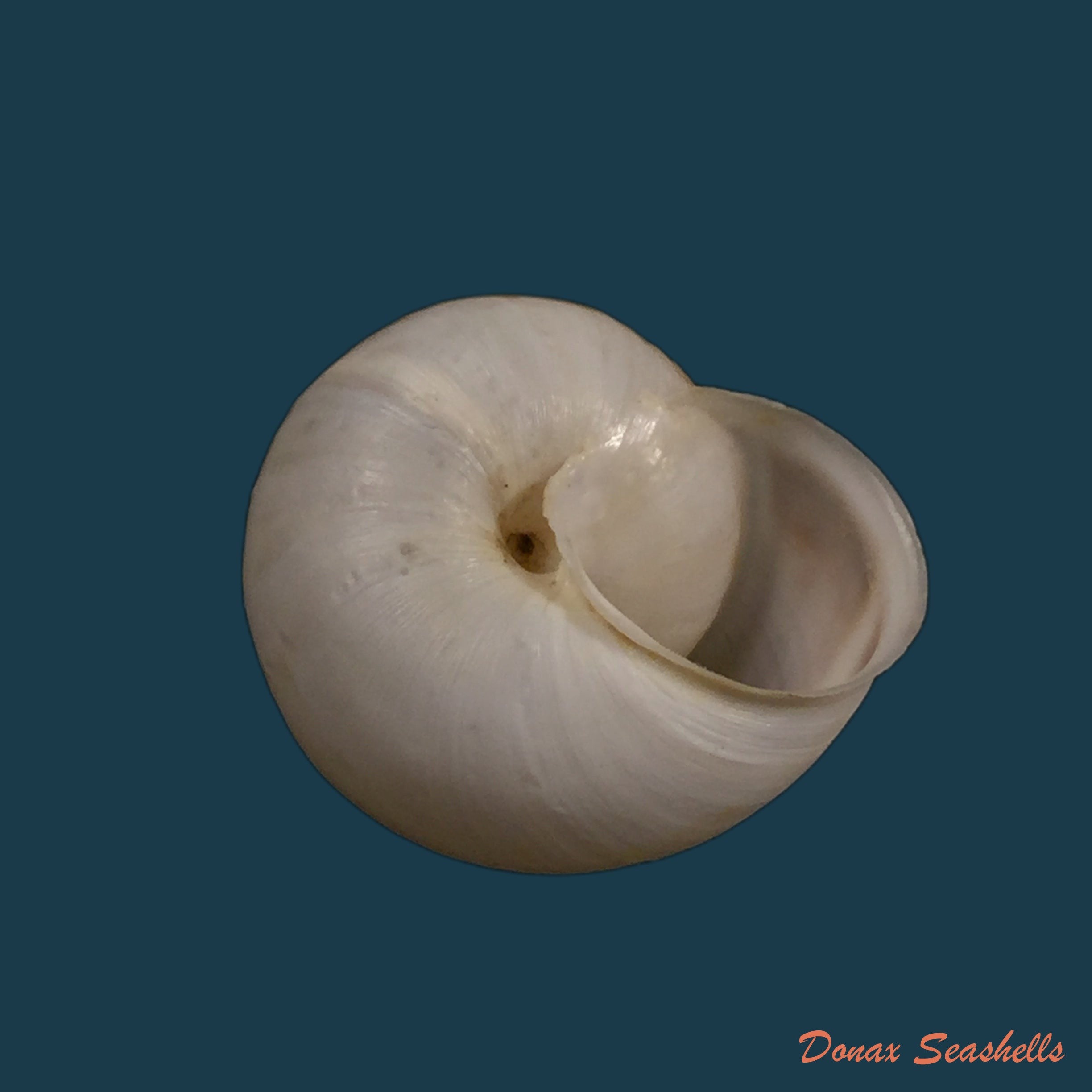 copia-de-pseudotachea-coquandi-morelet-1880-22-1mm