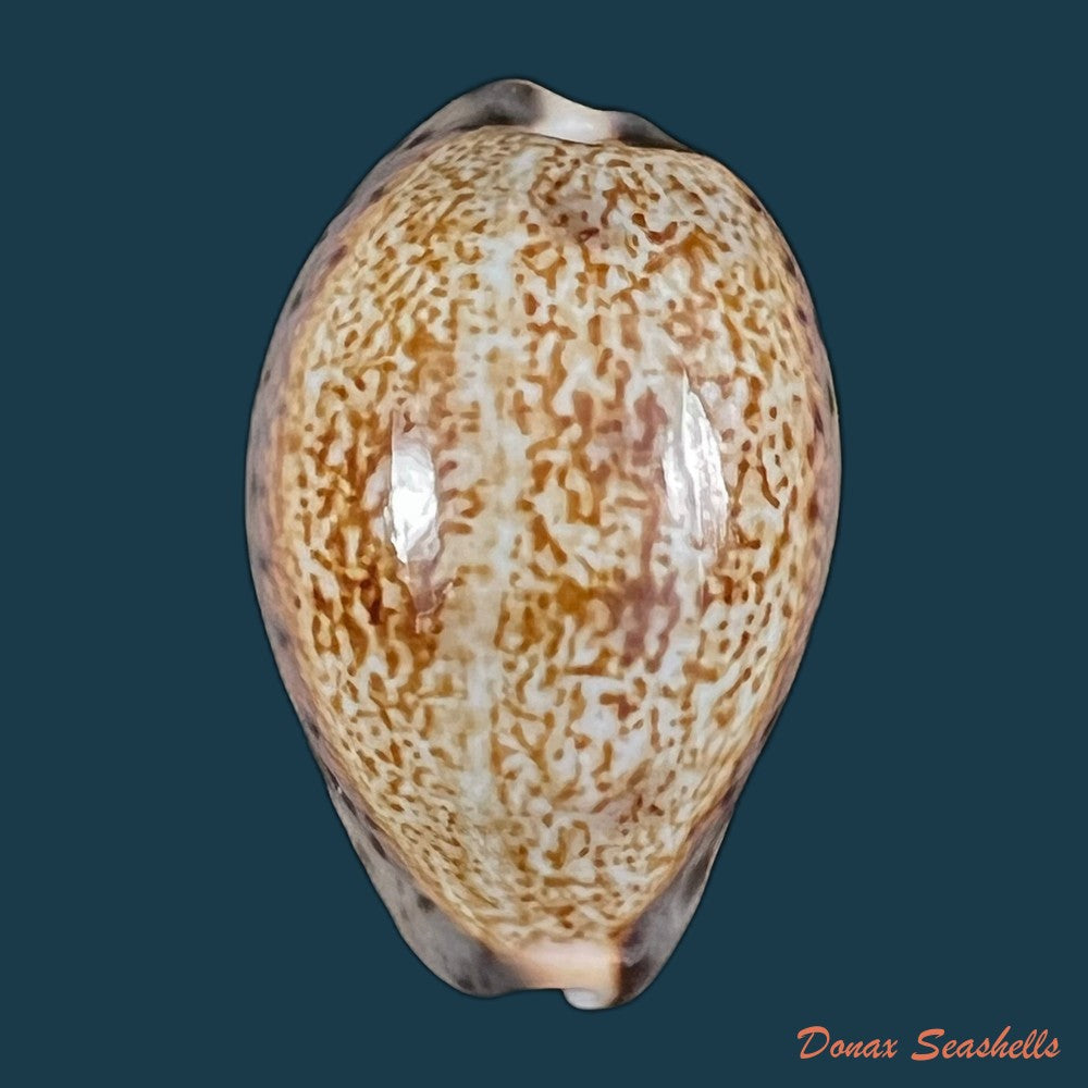 copia-de-pseudozonaria-robertsi-hidalgo-1906-28-2mm
