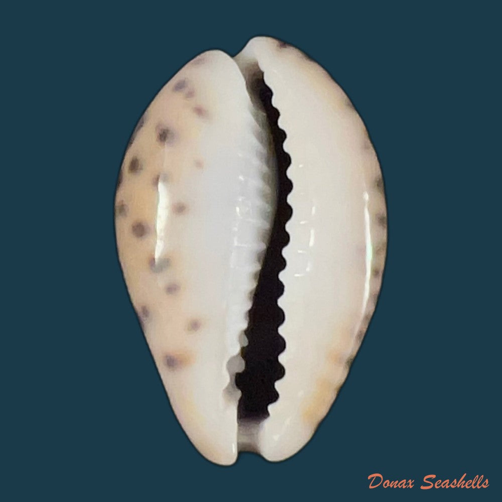 copia-de-pseudozonaria-robertsi-hidalgo-1906-28-2mm