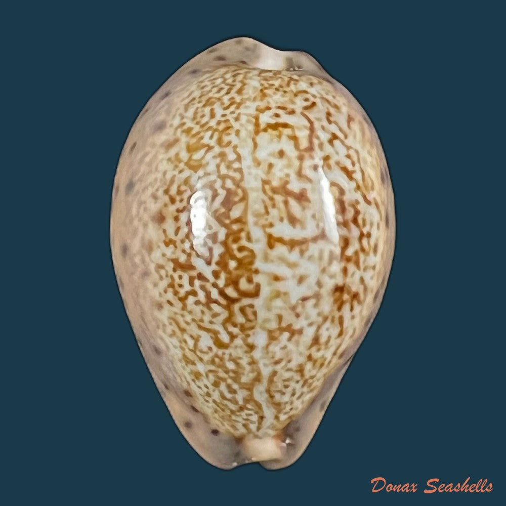 copia-de-pseudozonaria-robertsi-hidalgo-1906-28-8mm