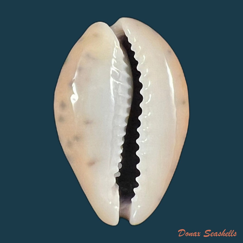 copia-de-pseudozonaria-robertsi-hidalgo-1906-28-8mm