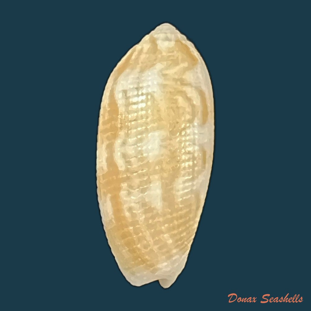 copia-de-pterygia-crenulata-gmelin-1791-22-5mm-1
