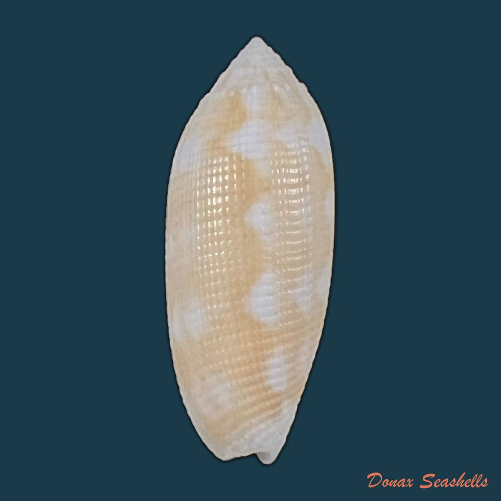 copia-de-pterygia-crenulata-gmelin-1791-23-6mm