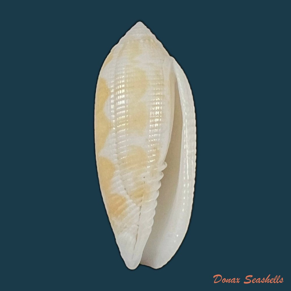 copia-de-pterygia-crenulata-gmelin-1791-23-6mm
