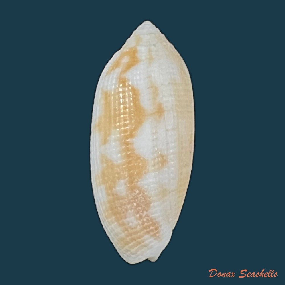 copia-de-pterygia-crenulata-gmelin-1791-25-3mm