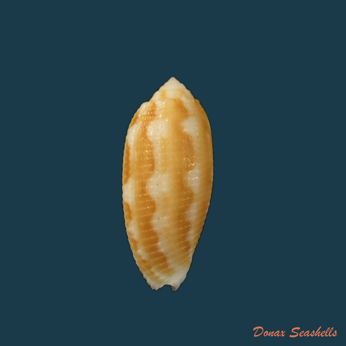 copia-de-pterygia-nucea-gmelin-1791-27-4mm