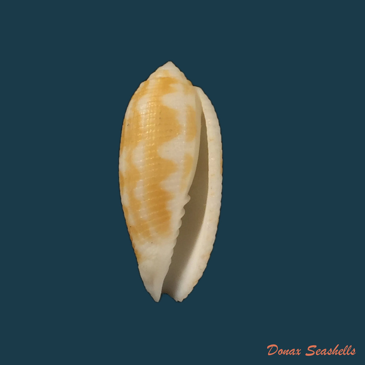 copia-de-pterygia-nucea-gmelin-1791-27-4mm
