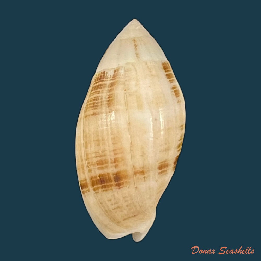 copia-de-pterygia-nucea-gmelin-1791-35mm