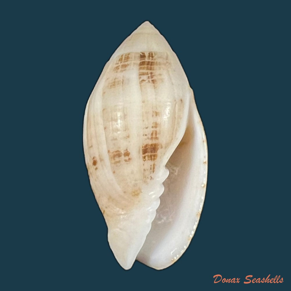 copia-de-pterygia-nucea-gmelin-1791-35mm