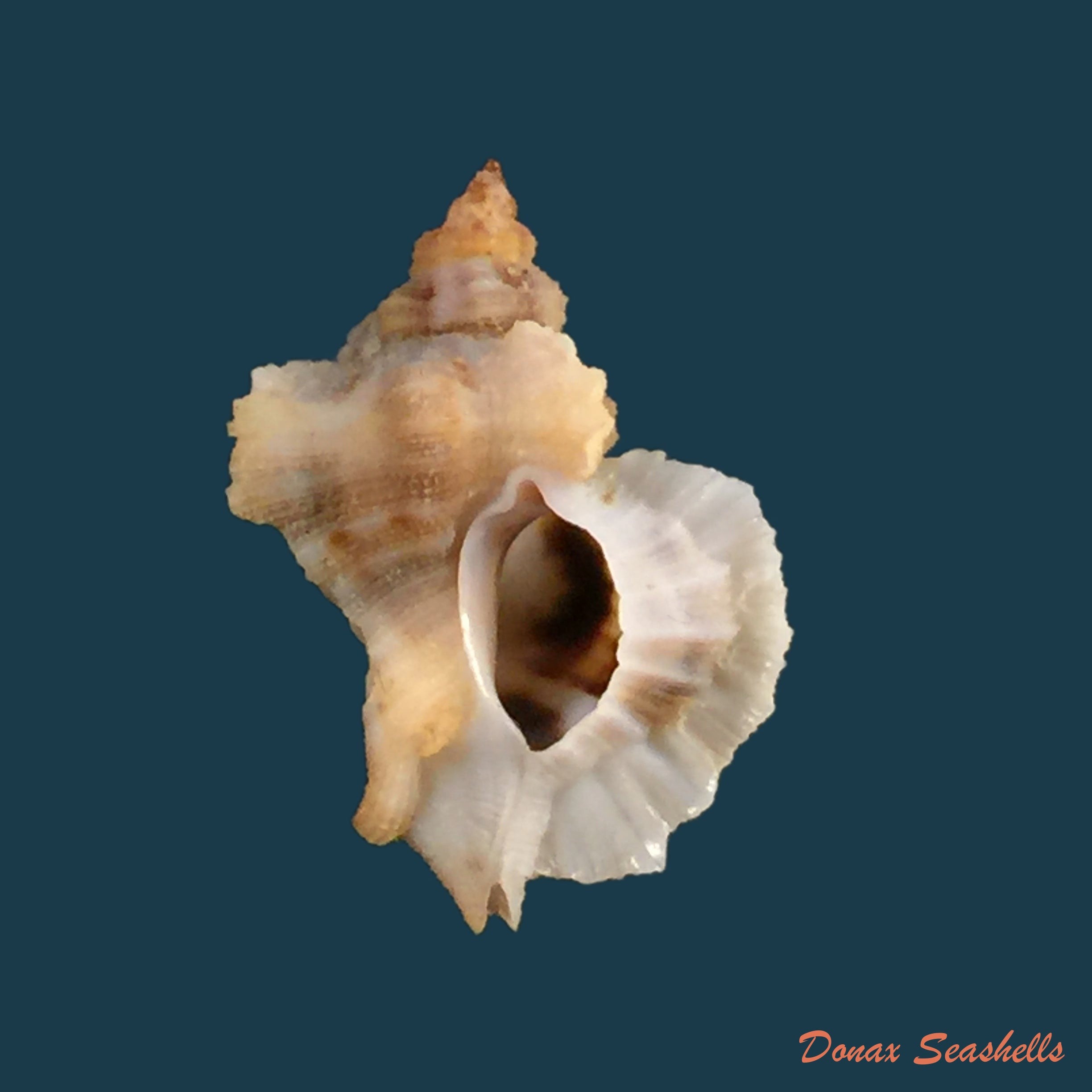 copia-de-pterynotus-albobrunneus-bersch-dattilio-1980-40mm