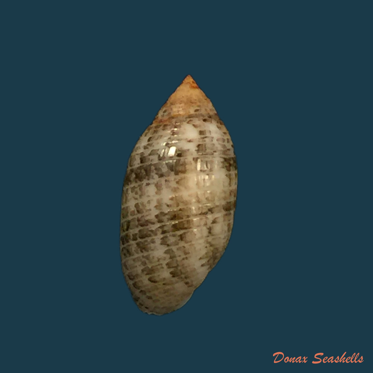 copia-de-pupa-sucata-gmelin-1791-14-3mm