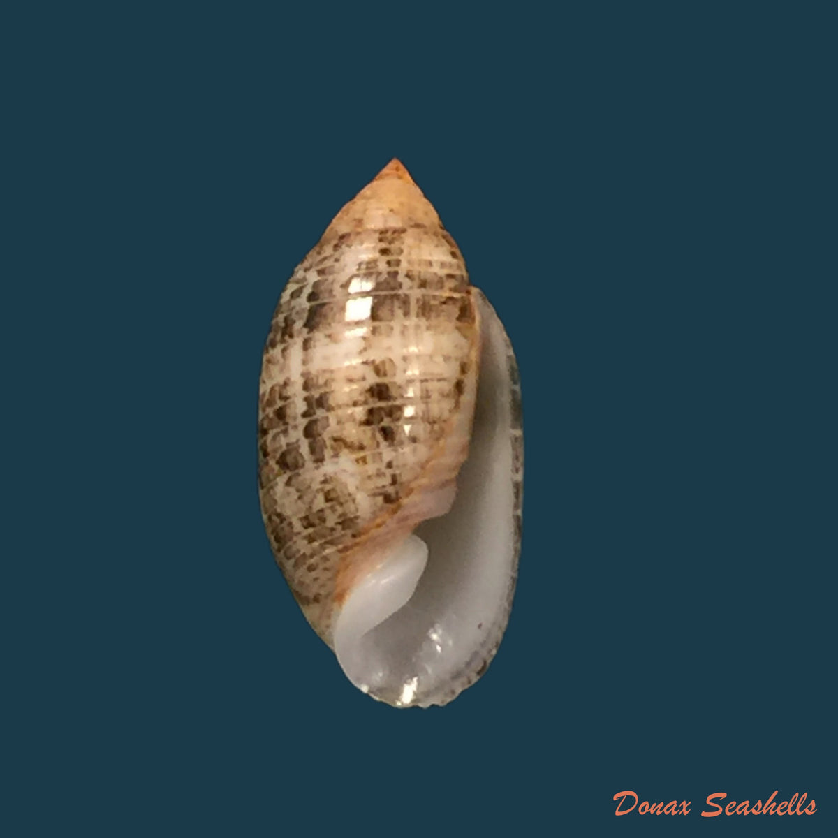 copia-de-pupa-sucata-gmelin-1791-14-3mm