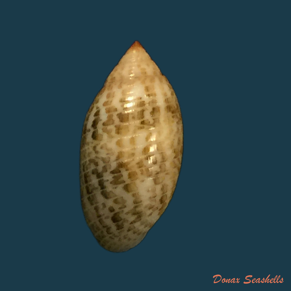 copia-de-pupa-sucata-gmelin-1791-14-5mm