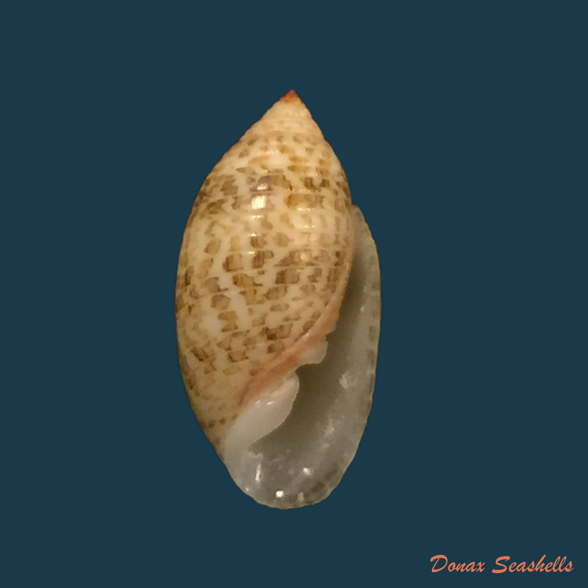 copia-de-pupa-sucata-gmelin-1791-14-5mm