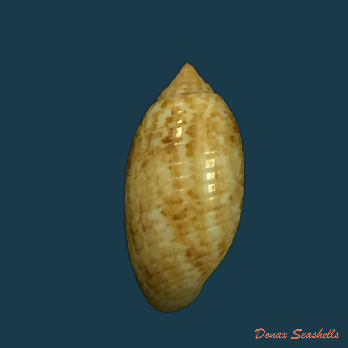 copia-de-pupa-sucata-gmelin-1791-14-7mm
