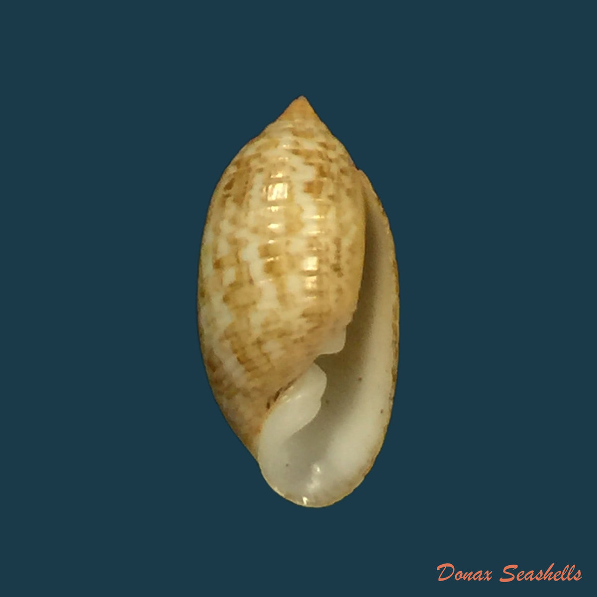 copia-de-pupa-sucata-gmelin-1791-14-7mm