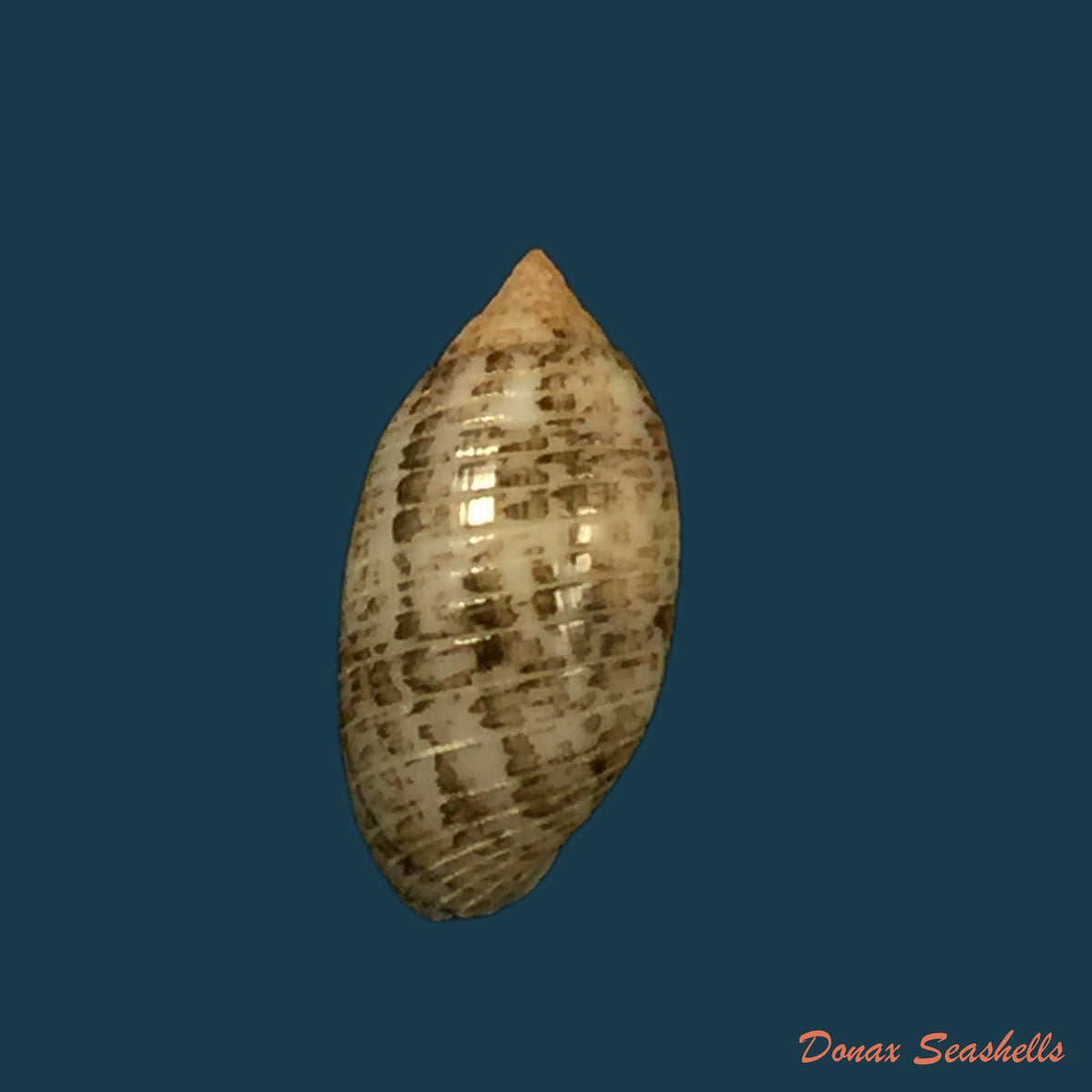 copia-de-pupa-tessellata-reeve-1842-8-2mm