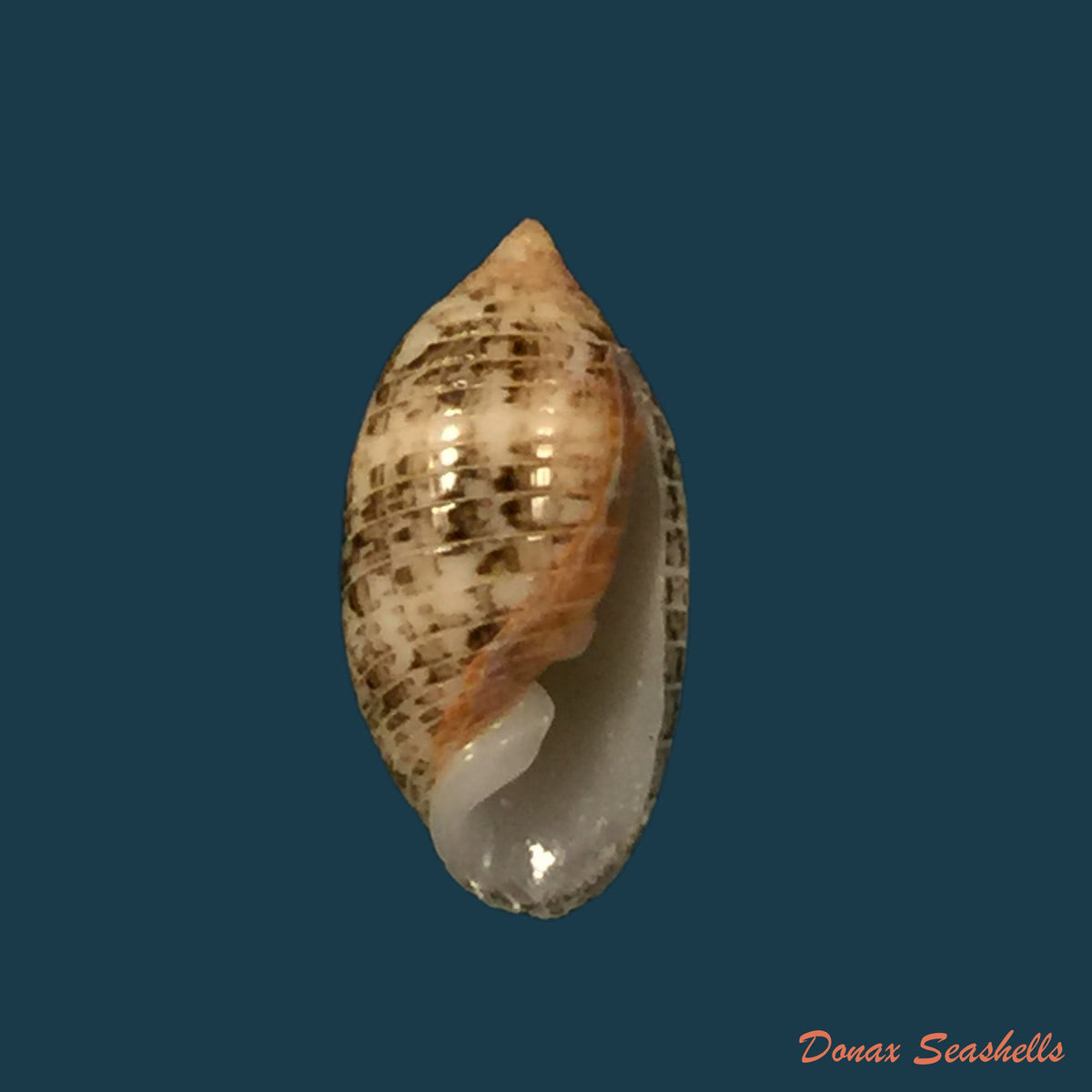 copia-de-pupa-tessellata-reeve-1842-8-2mm