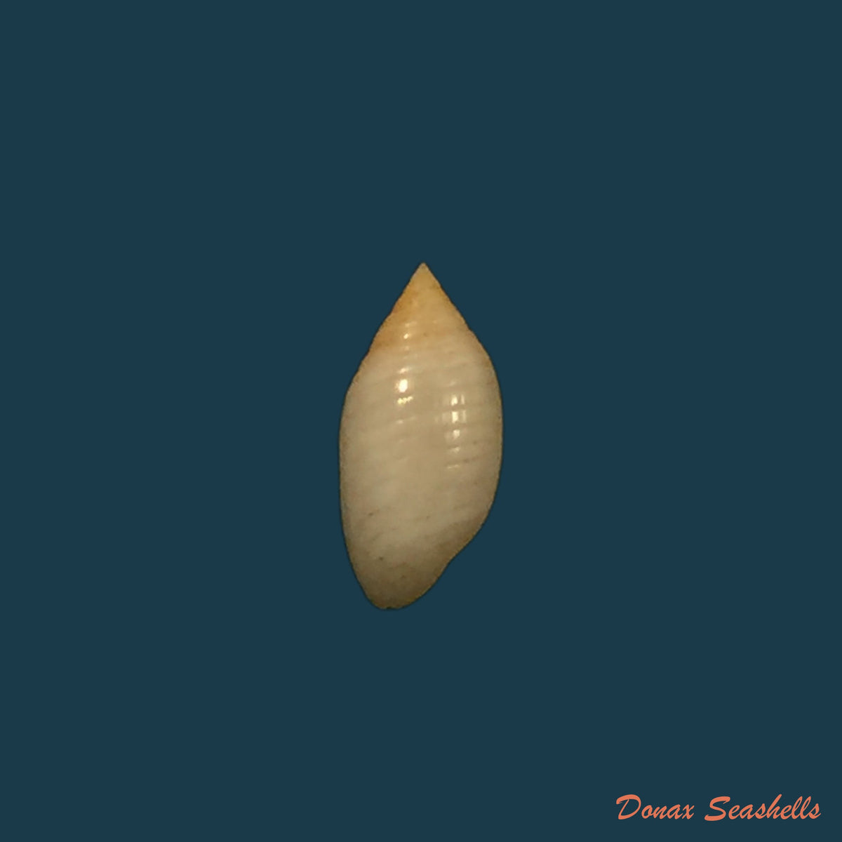 copia-de-pupa-tessellata-reeve-1842-8-4mm