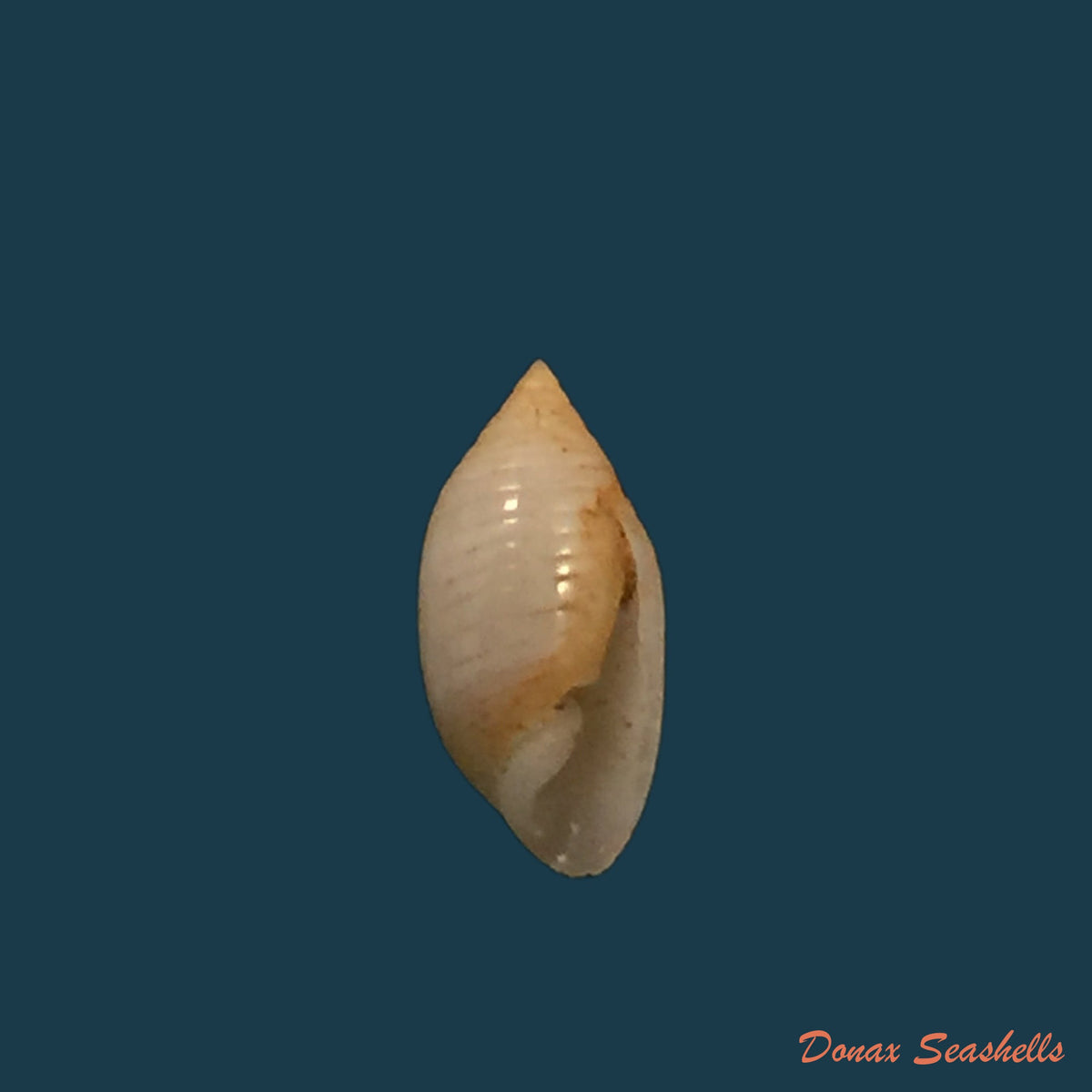 copia-de-pupa-tessellata-reeve-1842-8-4mm