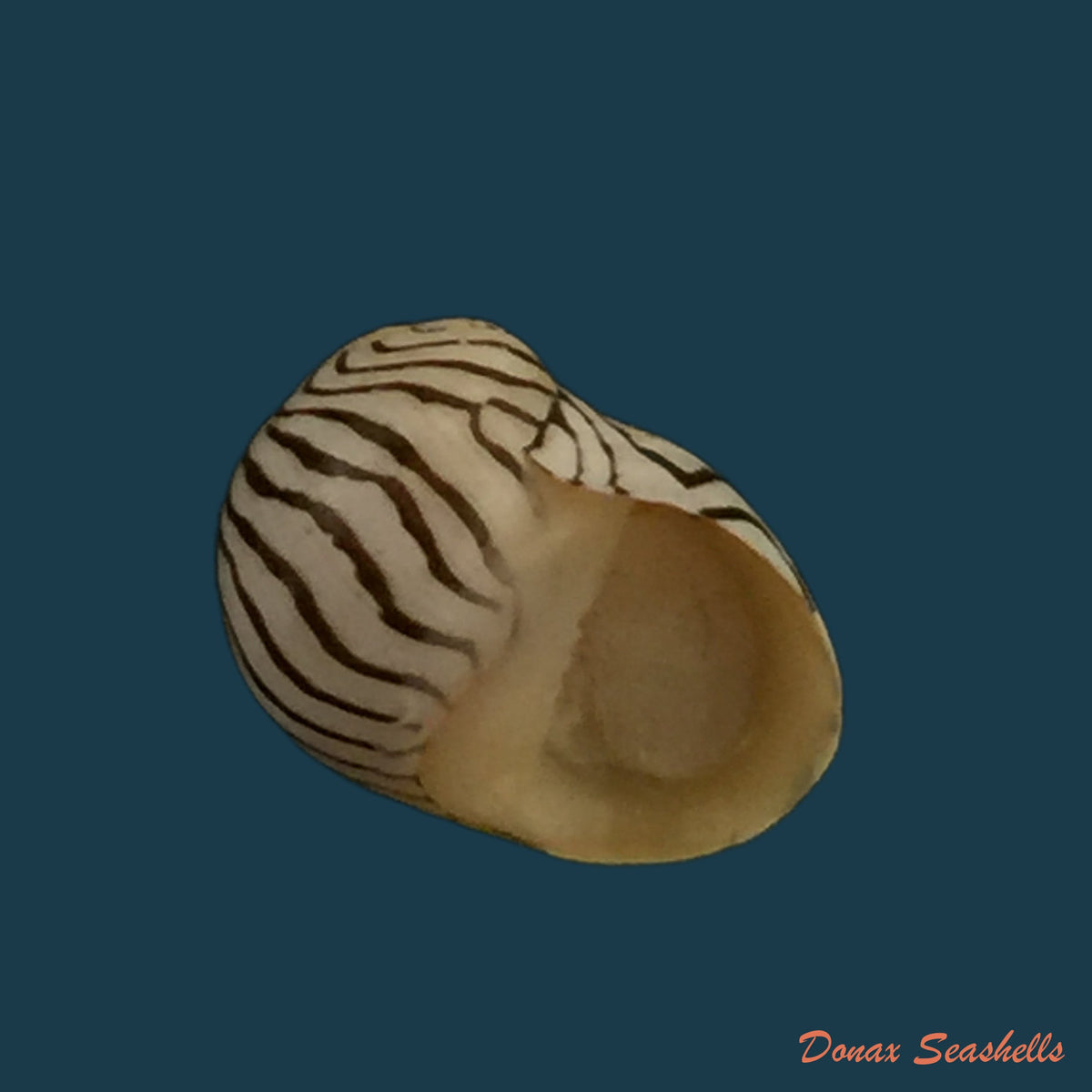 copia-de-puperita-pupa-linnaeus-1758-10-3mm-1
