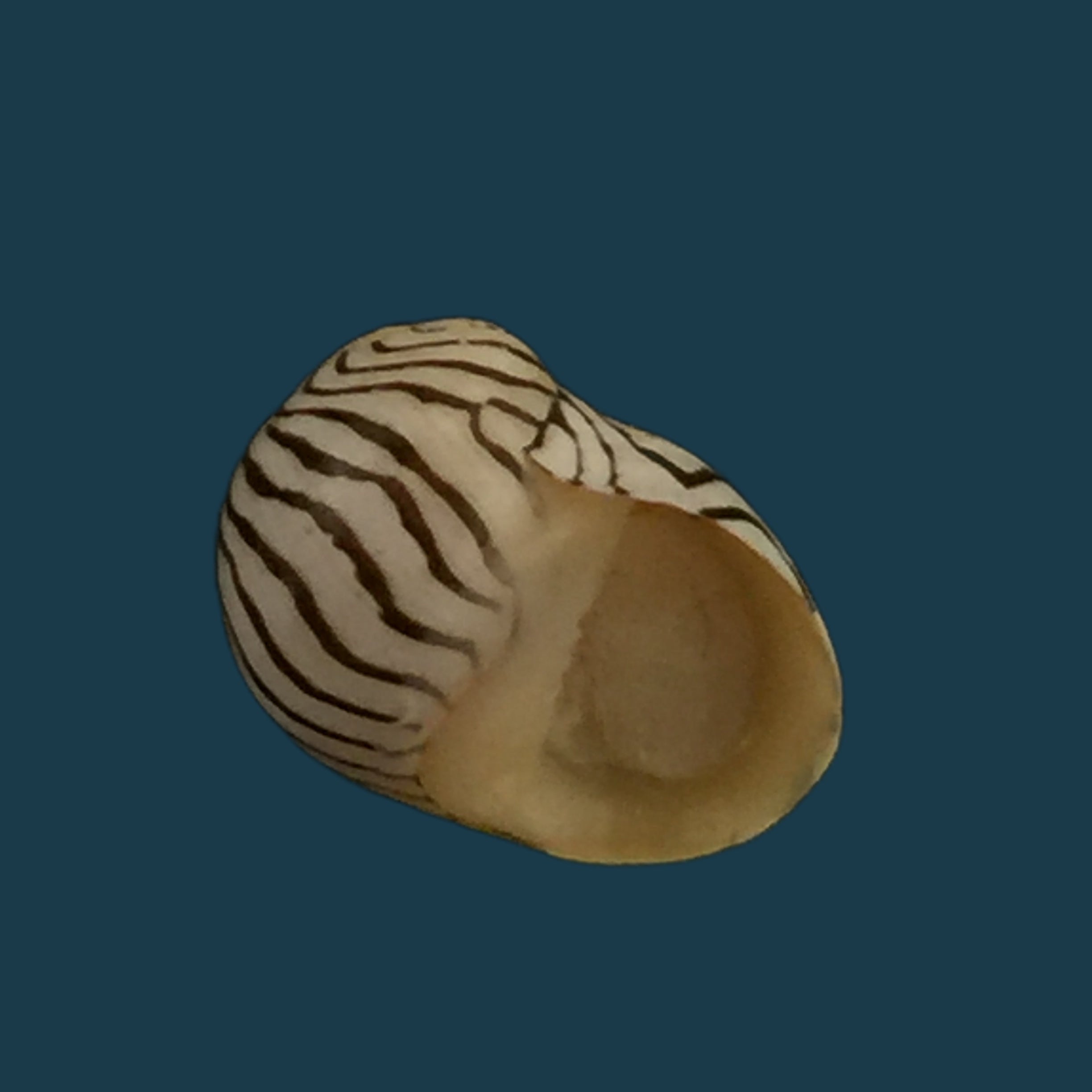 蛹 (Linnaeus, 1758) - 10,2mm