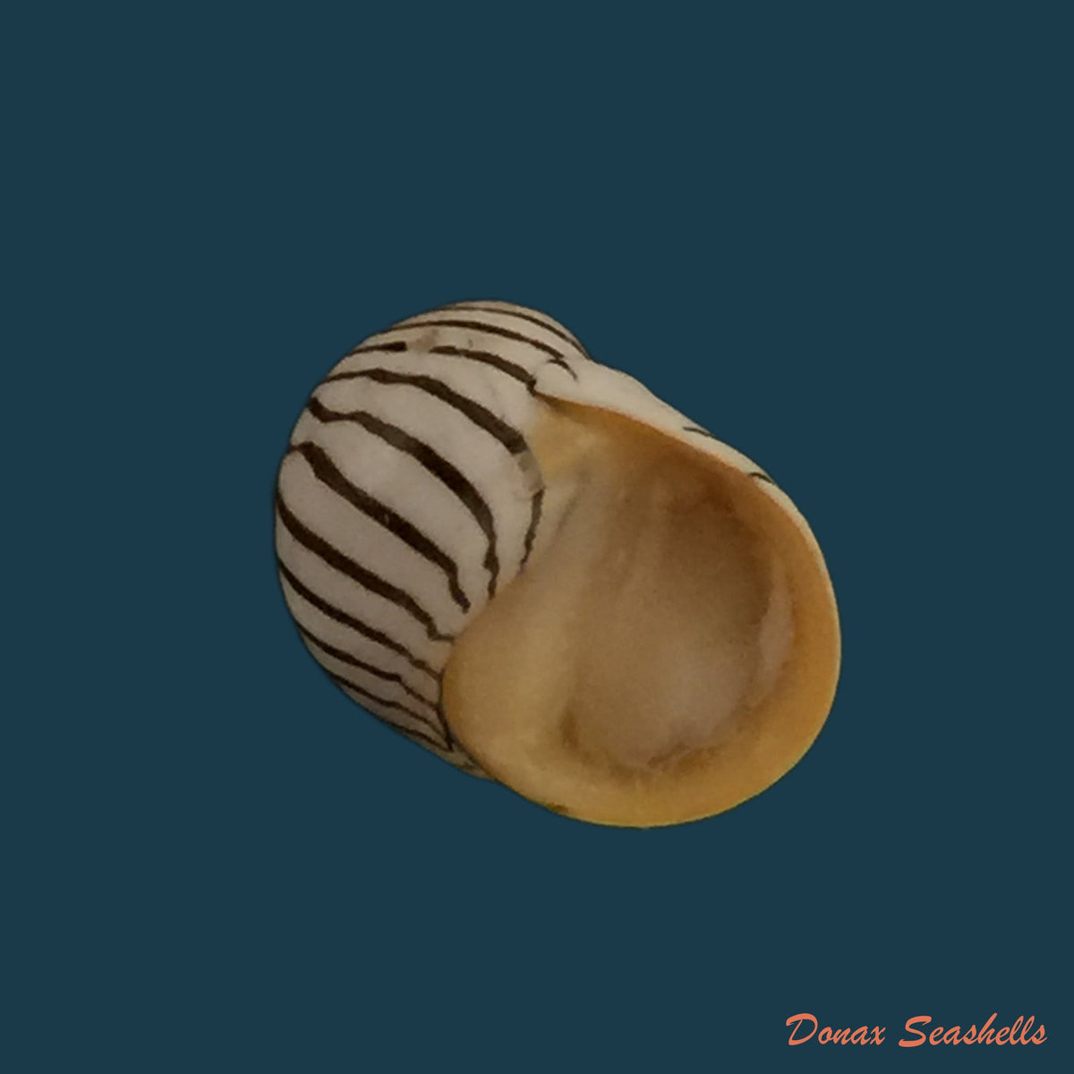 copia-de-puperita-pupa-linnaeus-1758-10-3mm
