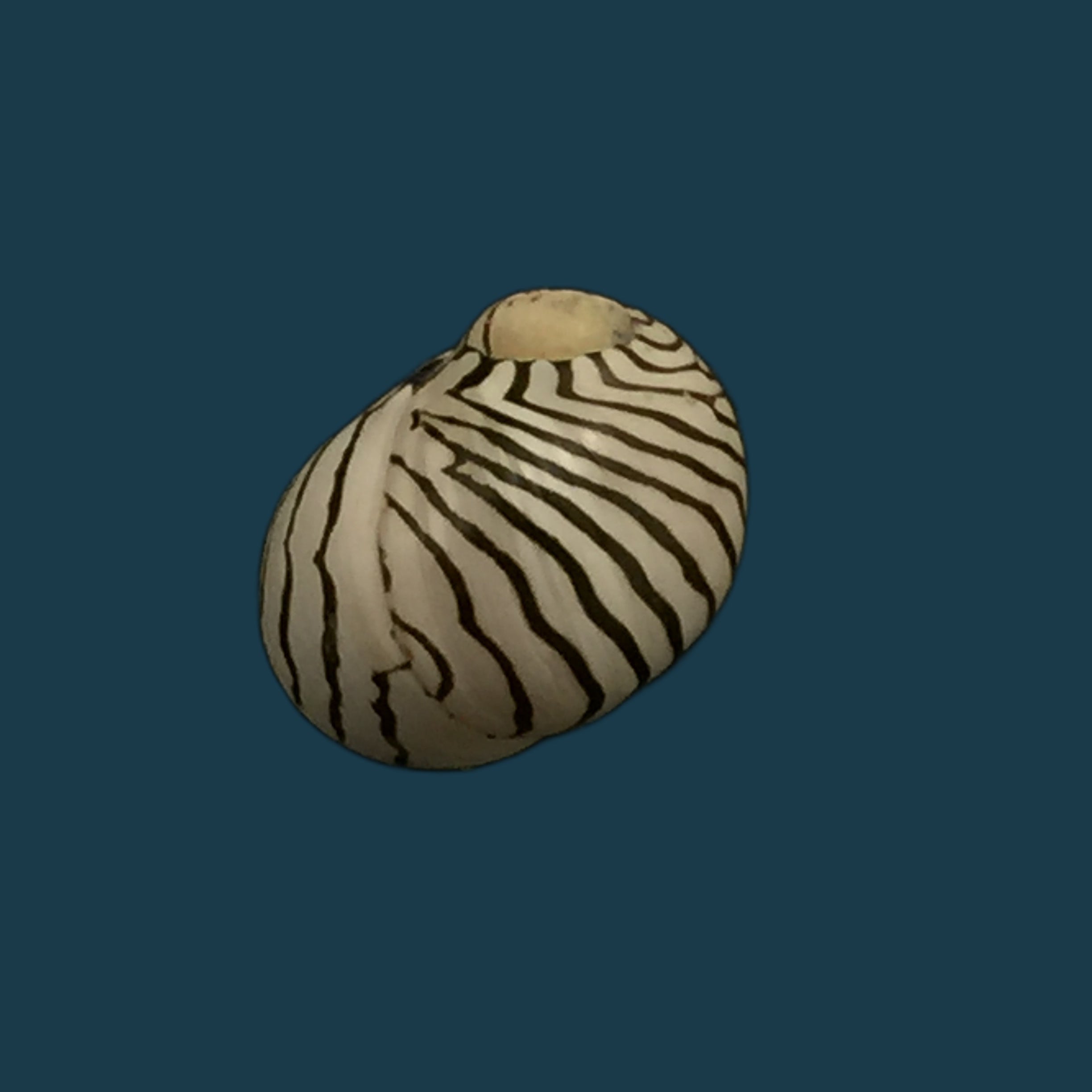 蛹 (Linnaeus, 1758) - 10,3mm