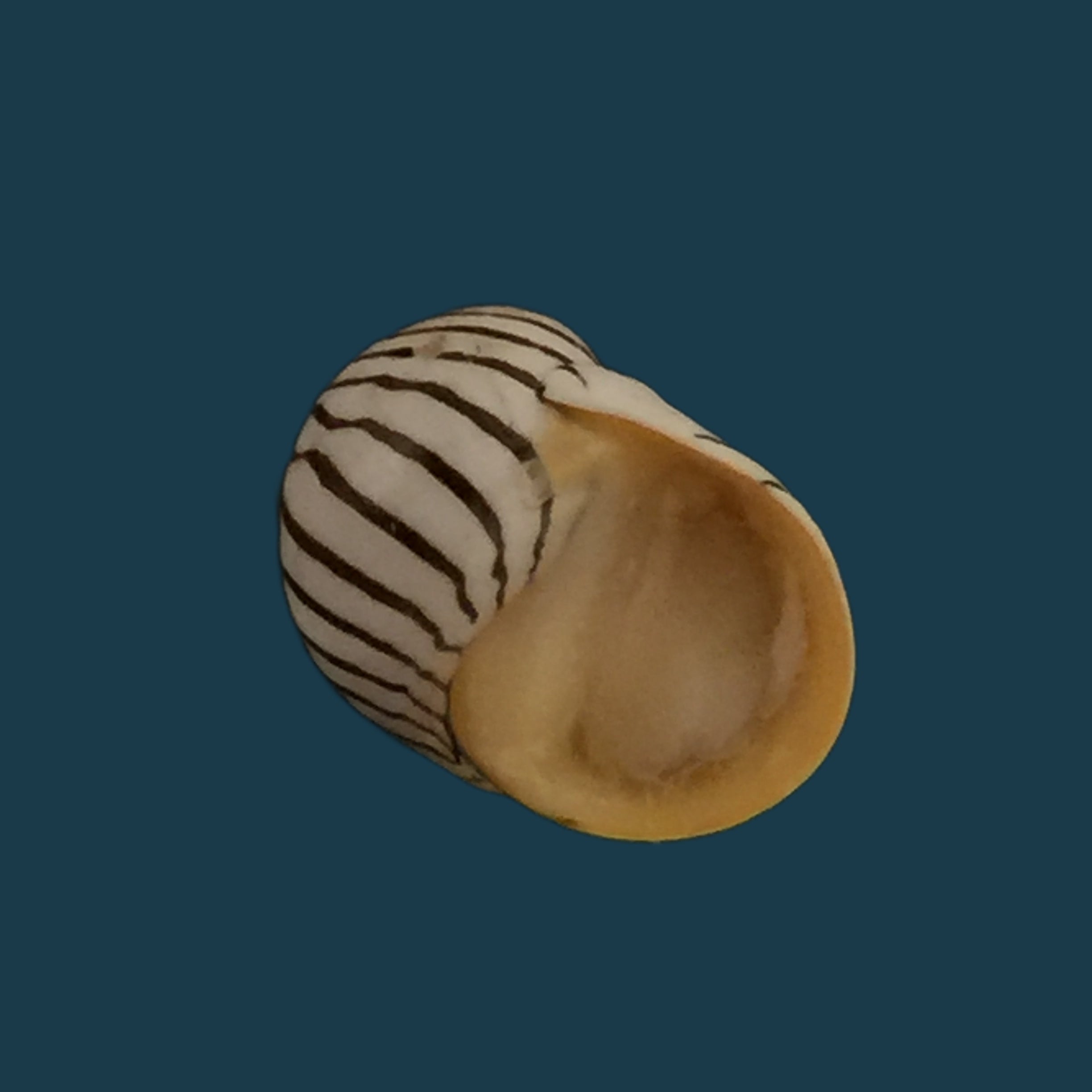 蛹 (Linnaeus, 1758) - 10,3mm