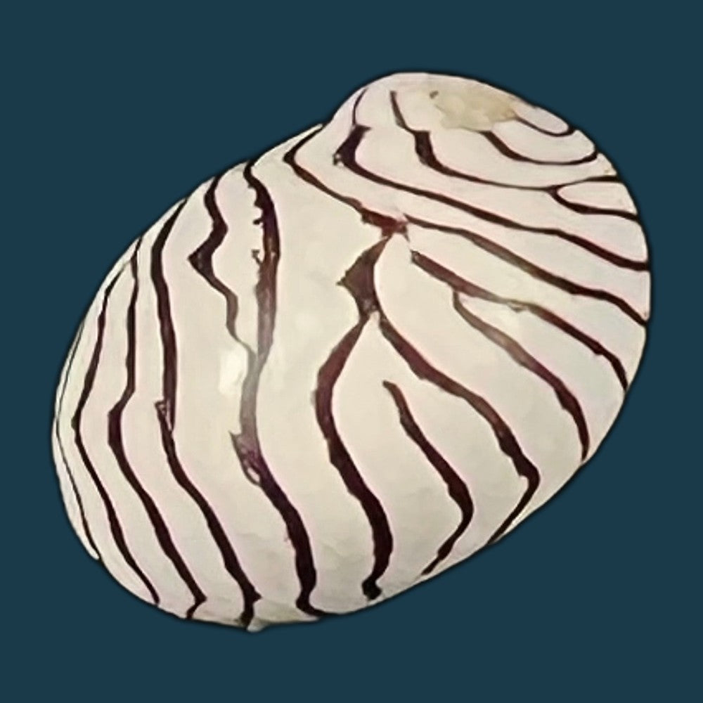 copia-de-puperita-pupa-linnaeus-1767-10mm