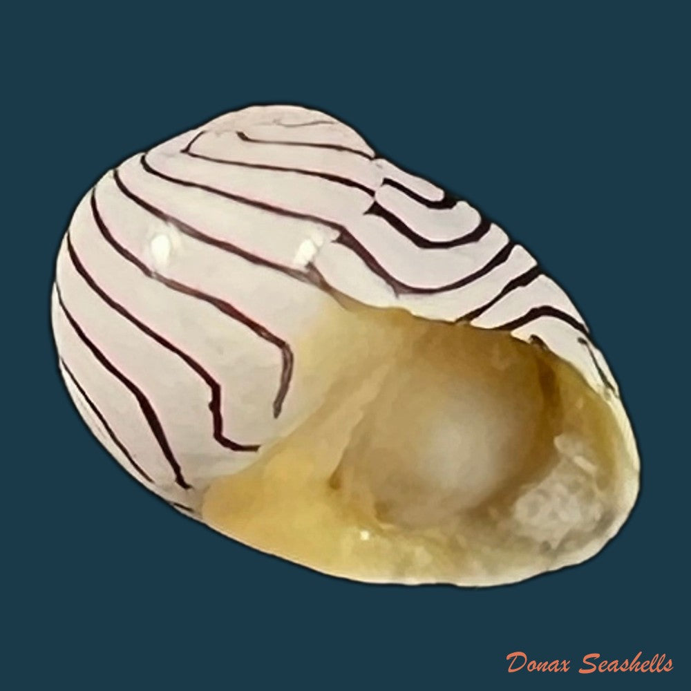 copia-de-puperita-pupa-linnaeus-1767-10mm