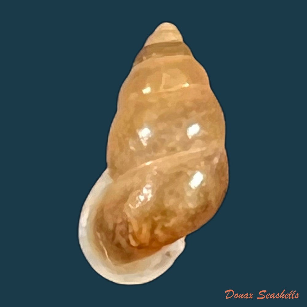 copia-de-pupina-tonkiniana-bavay-dautzenberg-1899-9-7mm