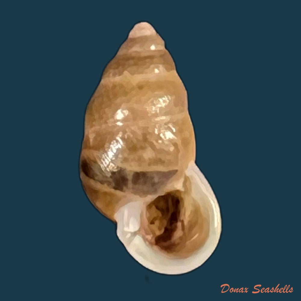copia-de-pupina-tonkiniana-bavay-dautzenberg-1899-9-7mm
