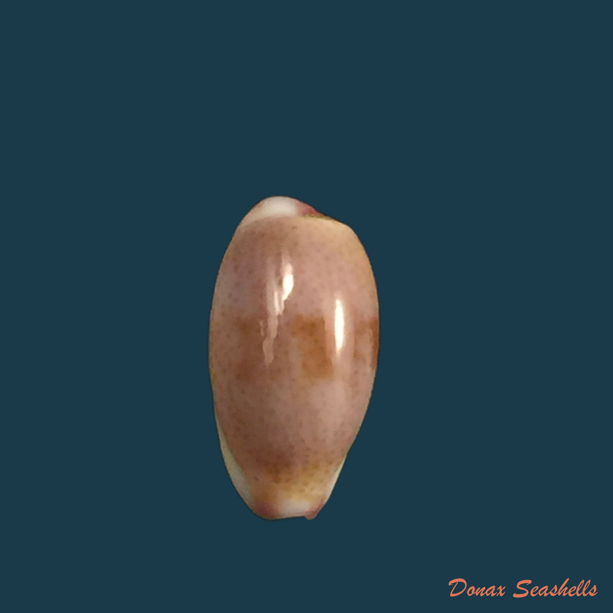 copia-de-purpuradusta-fimbriada-gmelin-1791-12-9mm