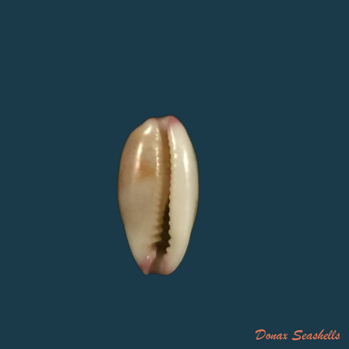 copia-de-purpuradusta-fimbriada-gmelin-1791-12-9mm