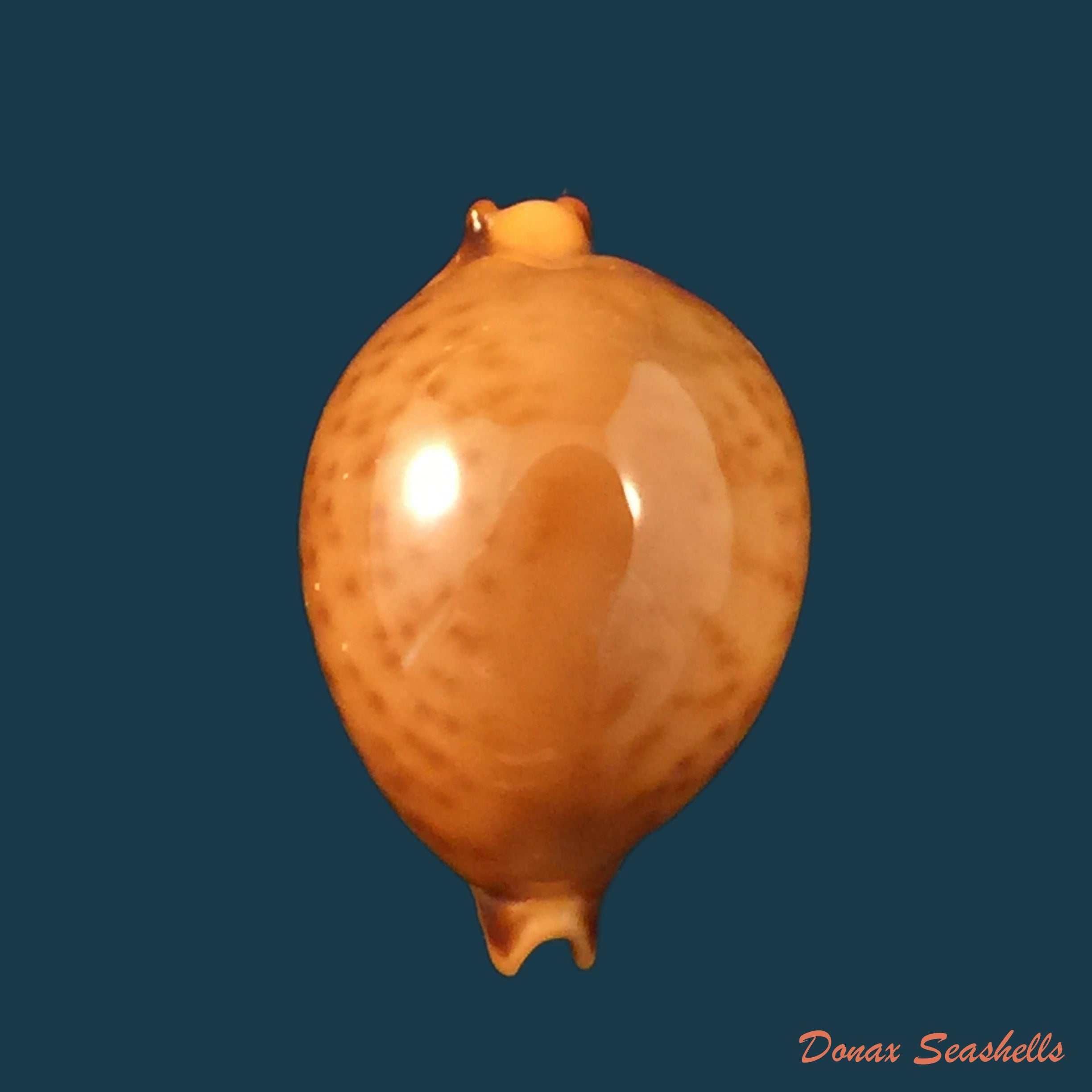 copia-de-purpuradusta-fimbriata-gmelin-1791