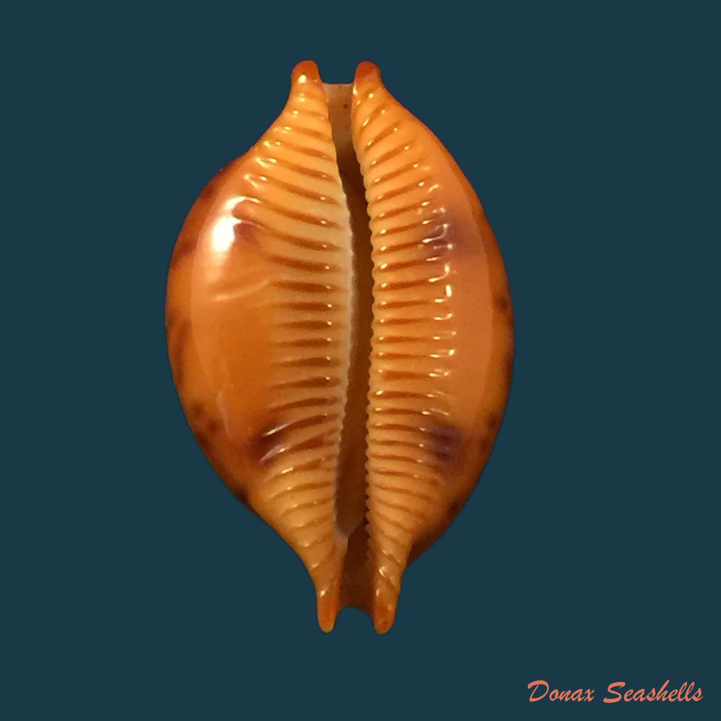 copia-de-purpuradusta-fimbriata-gmelin-1791