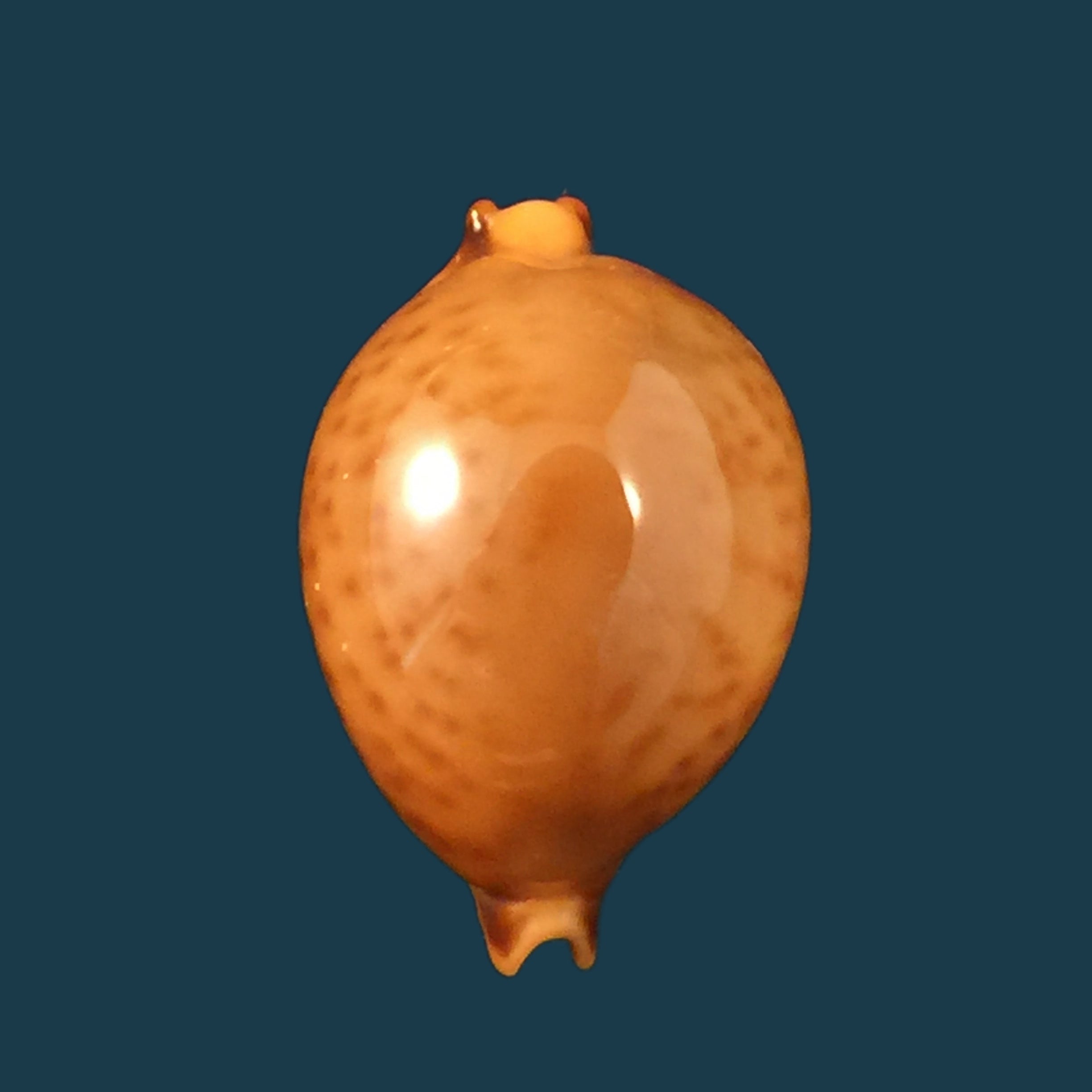 Pustularia globulus (Linnaeus, 1758)