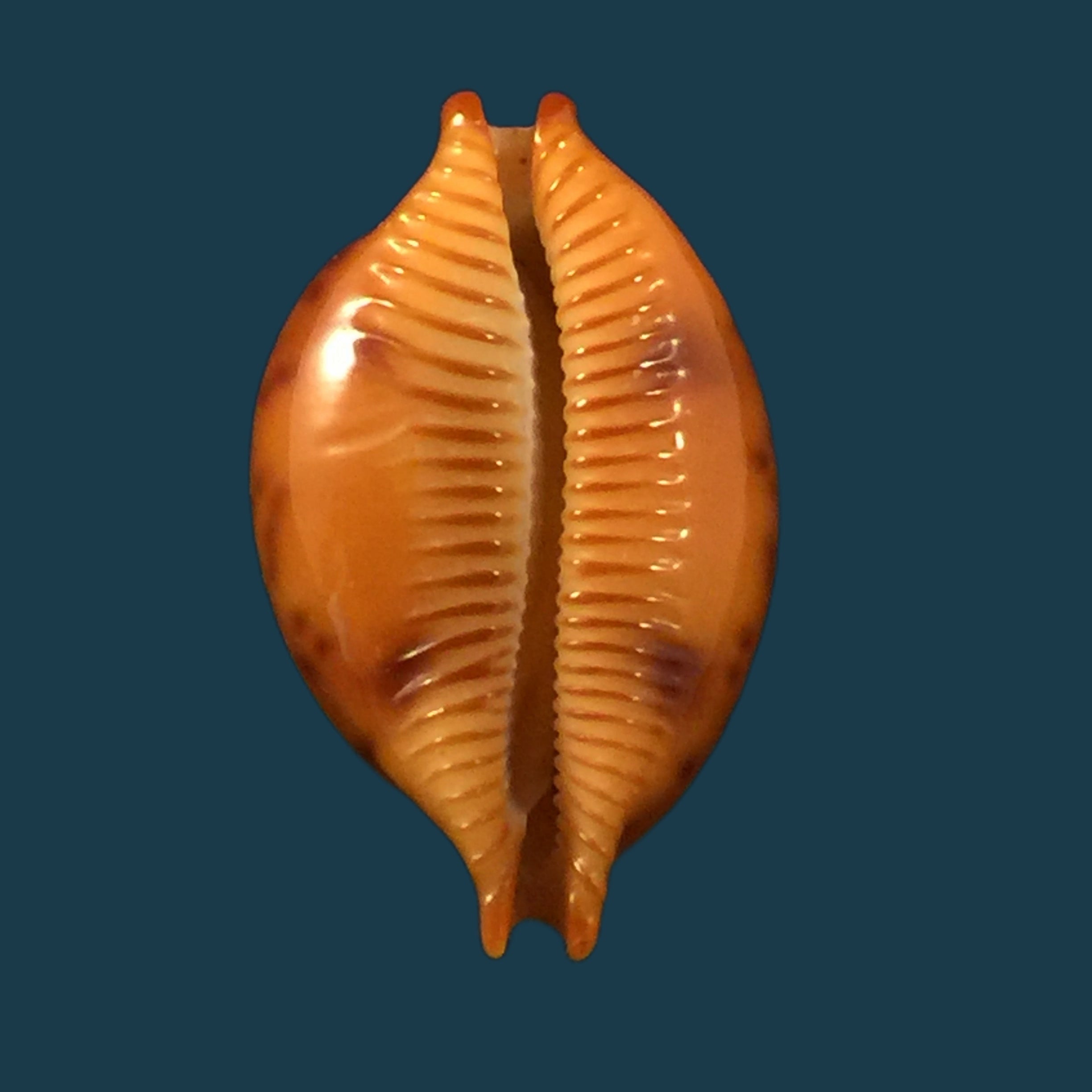 Pustularia globulus (Linnaeus, 1758)