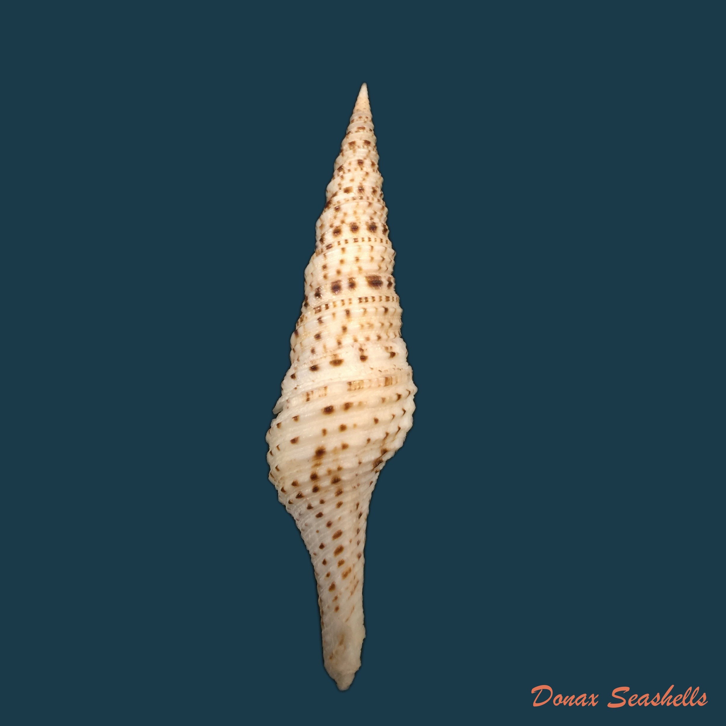 copia-de-pusionella-nifat-bruguiere-1789-43-8mm