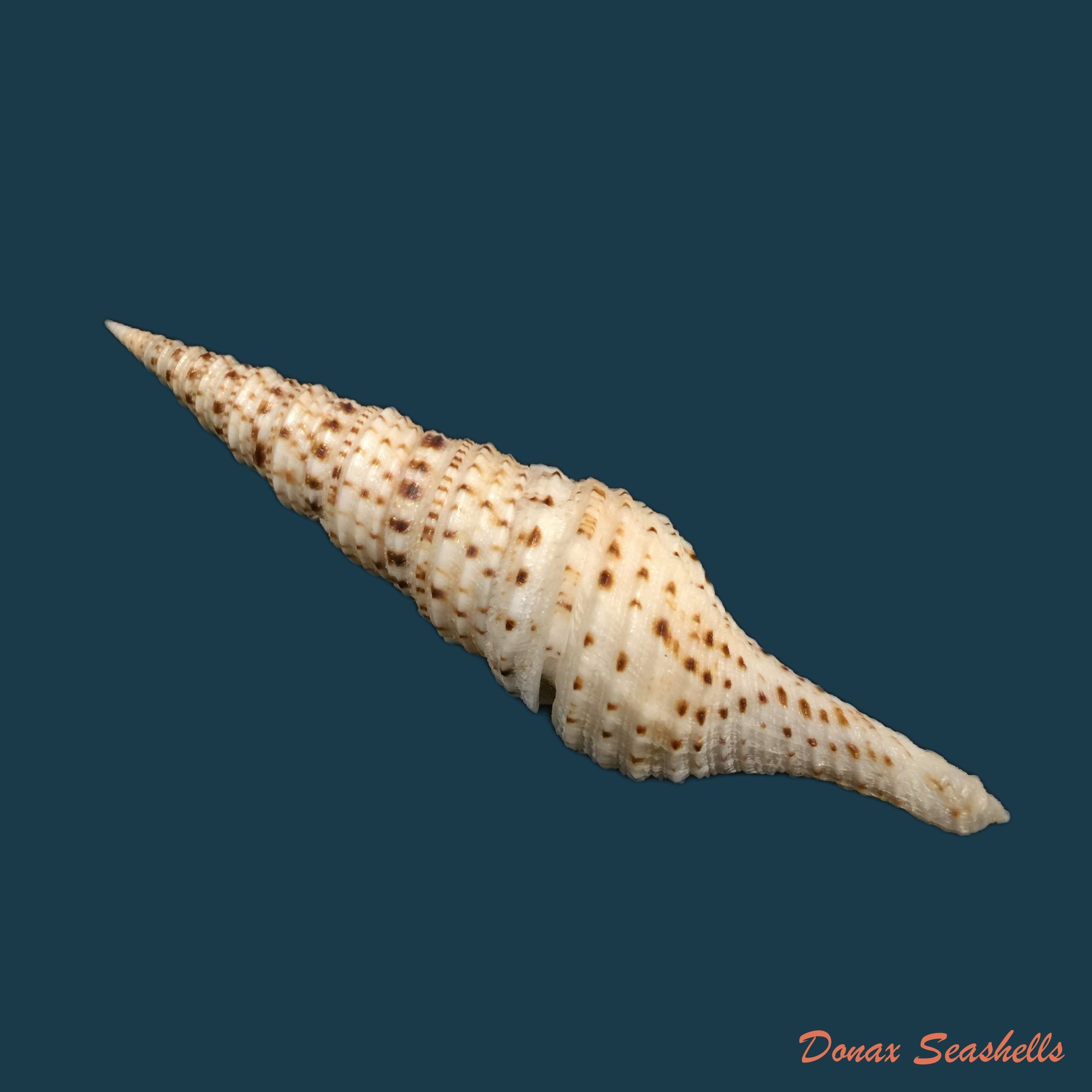 copia-de-pusionella-nifat-bruguiere-1789-43-8mm