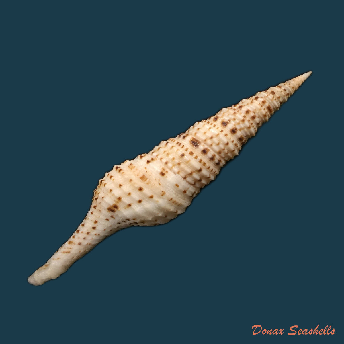 copia-de-pusionella-nifat-bruguiere-1789-43-8mm