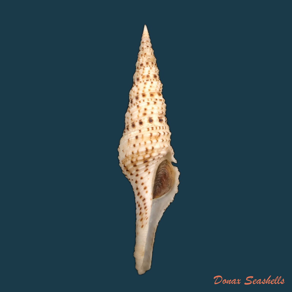 copia-de-pusionella-nifat-bruguiere-1789-43-8mm