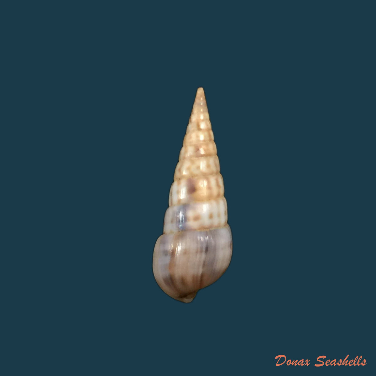 copia-de-pyramidella-dolabrata-linnaeus-1758-27-9mm