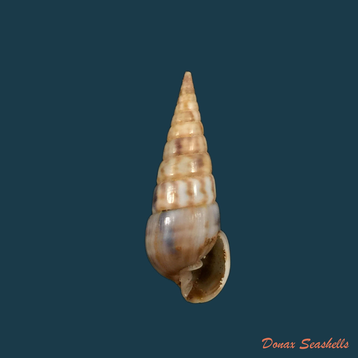 copia-de-pyramidella-dolabrata-linnaeus-1758-27-9mm