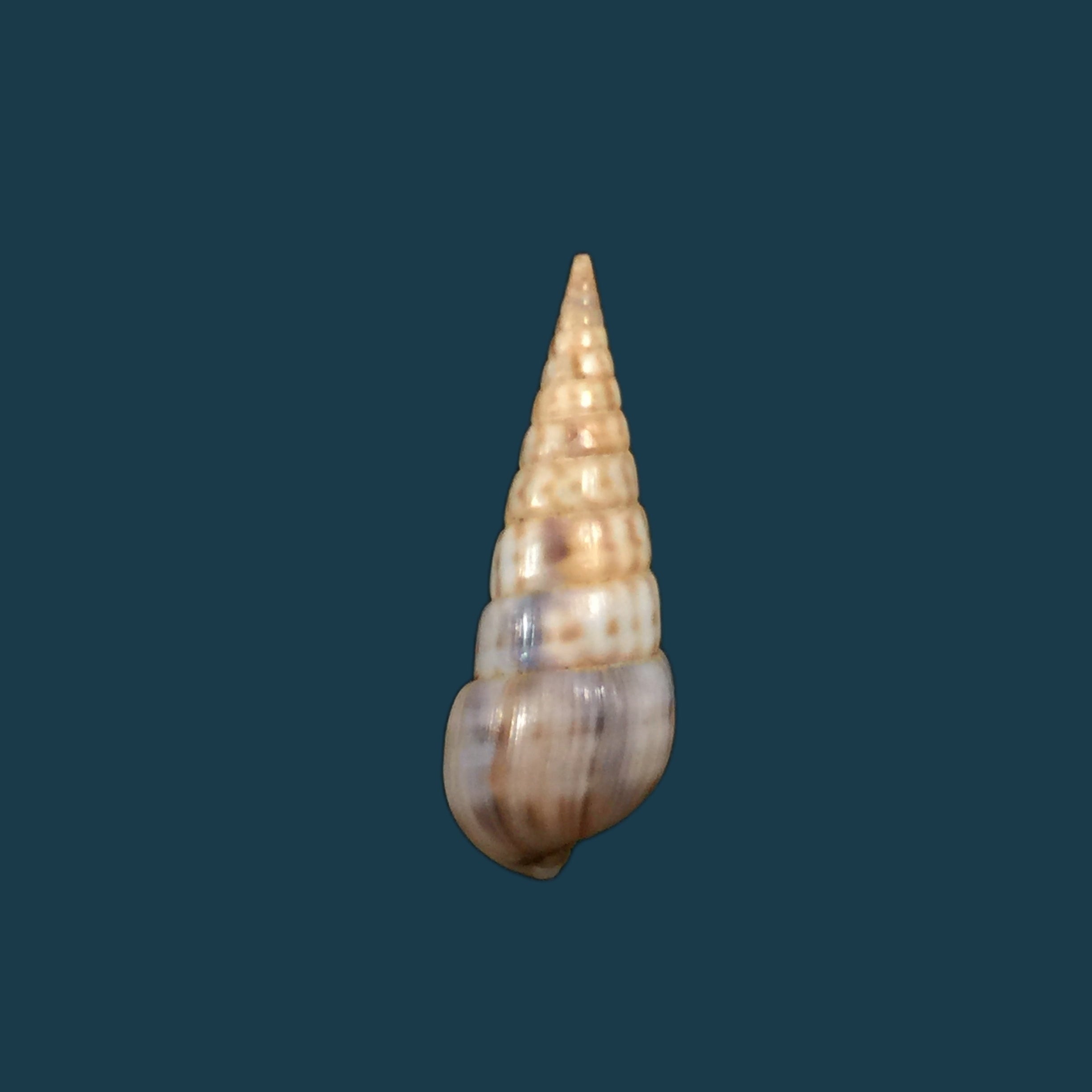 斑锥虫（Lamarck，1822）- 28,9毫米