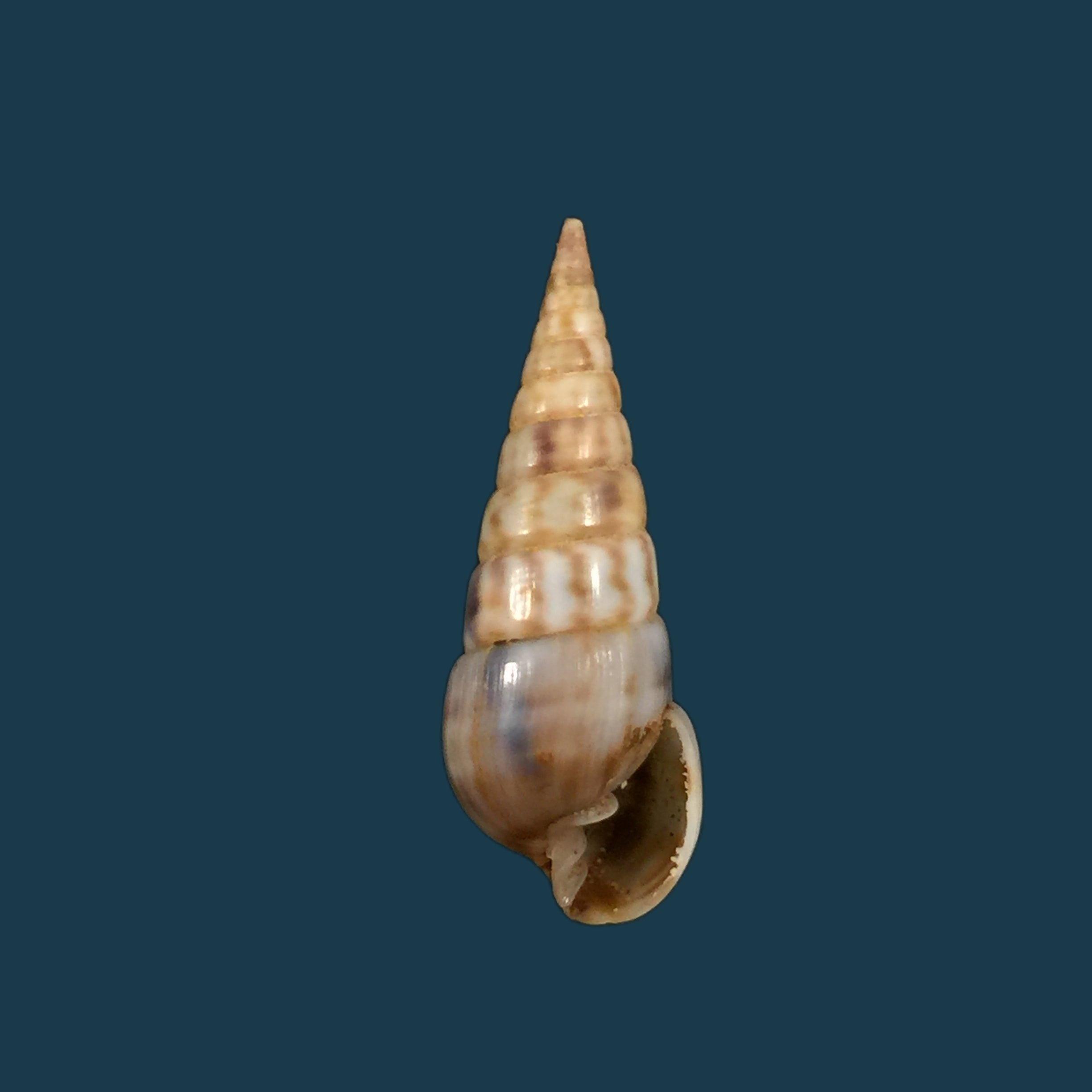 斑锥虫（Lamarck，1822）- 28,9毫米