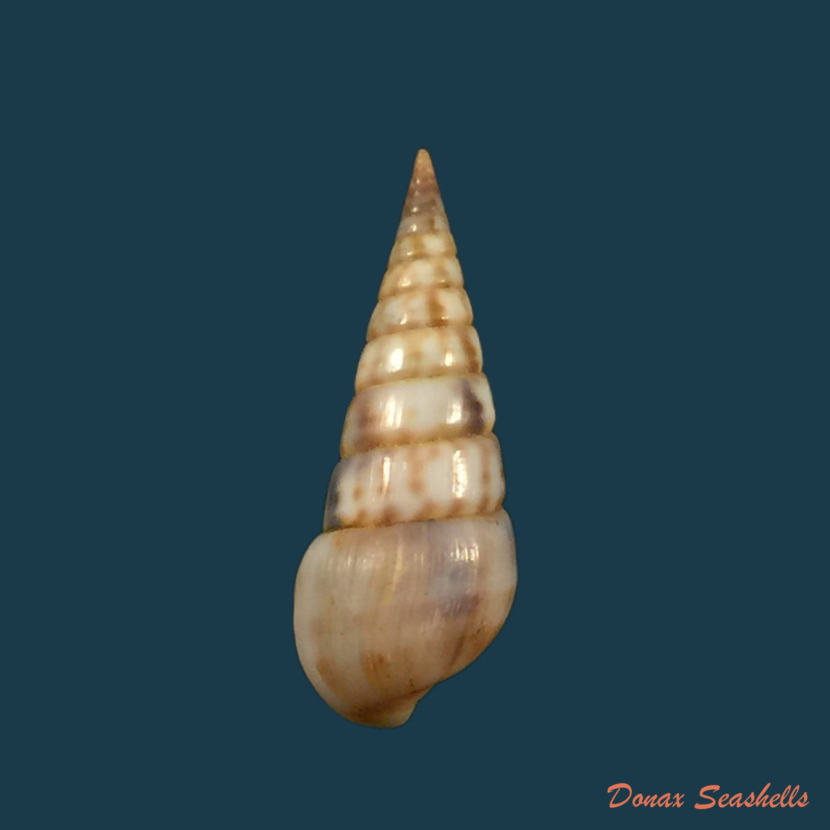 copia-de-pyramidella-maculosa-lamarck-1822-28-9mm-1